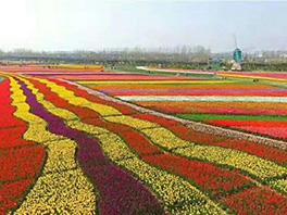 甘肅金昌花海500畝